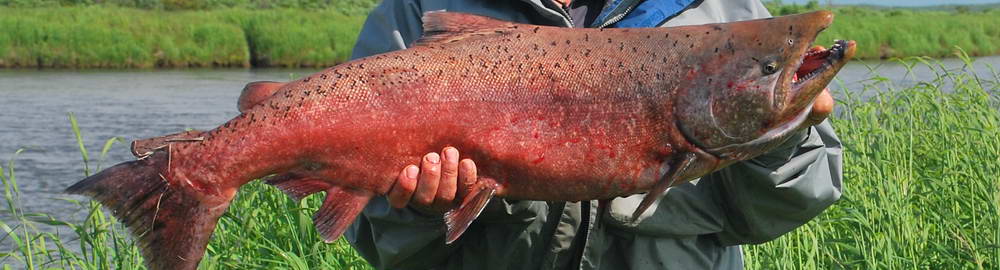 Rybářská sezóna na Aljašce - zahl-193.jpg