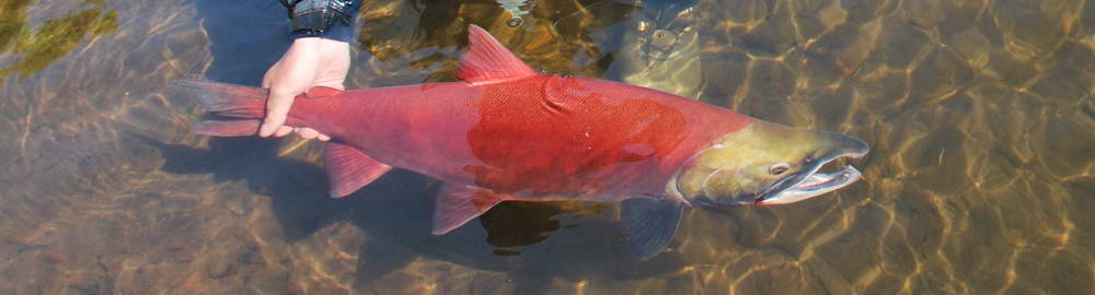 Aljaška - základní informace - zahl-202.jpg