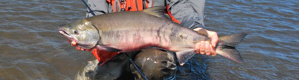 Aljaška - druhy lovených ryb - zahl-205.jpg