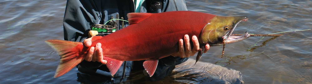 Aljaška - druhy lovených ryb - zahl-213.jpg