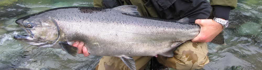 Aljaška - druhy lovených ryb - zahl-229.jpg